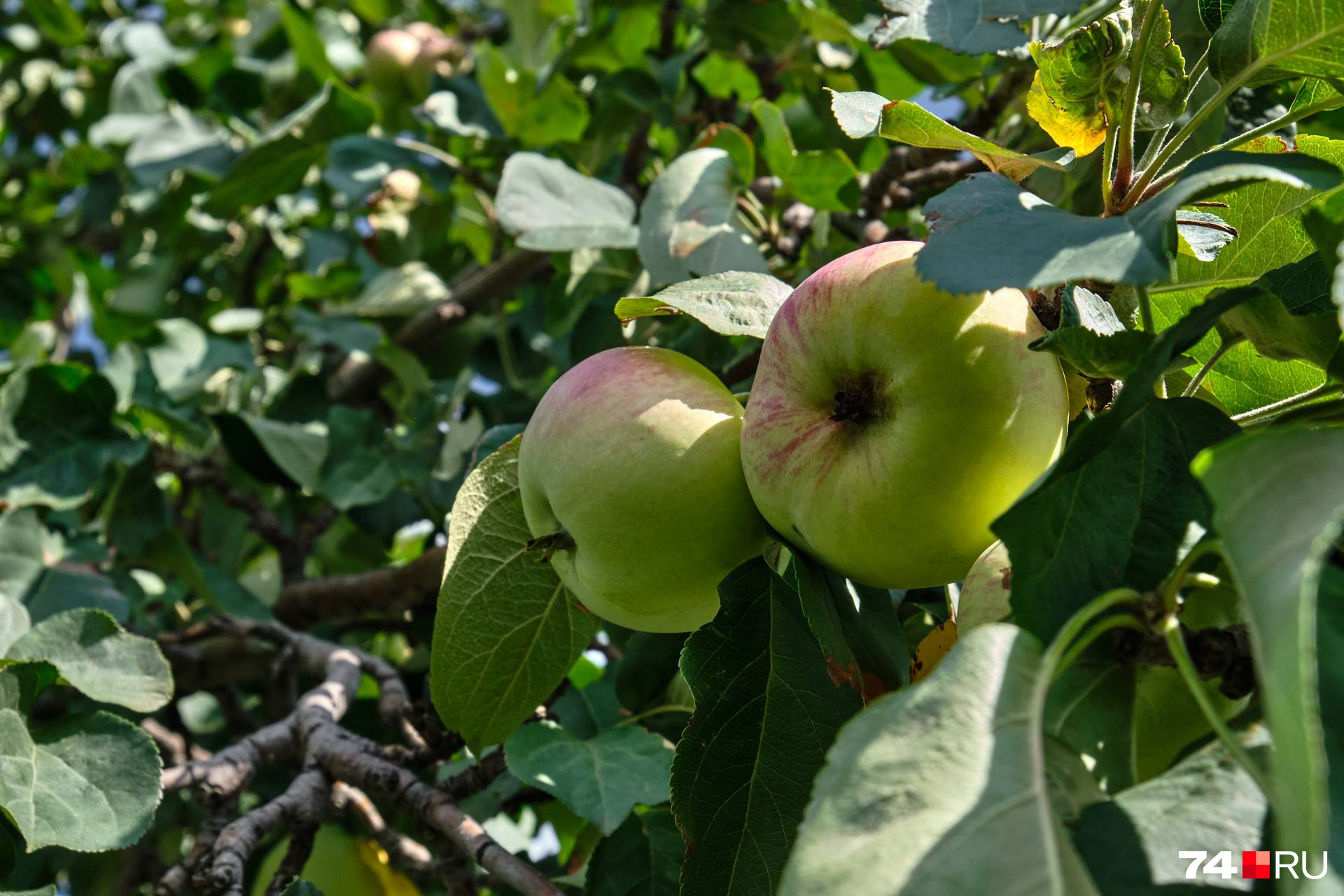 Как правильно выбрать, собрать и хранить садовые яблоки: советы агрономов