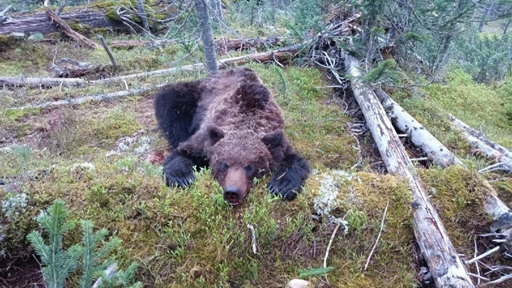 В «Ергаках» после нападений на людей решено отстрелять пять бурых медведей
