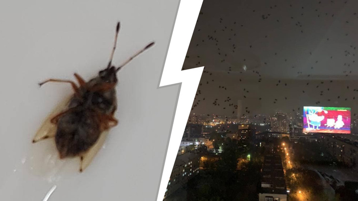 Окна екатеринбуржцев облепили странные жуки. Они летят на свет и воняют