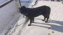 Службу отлова хотят наказать за нападение собак на мальчика в Новокуйбышевске