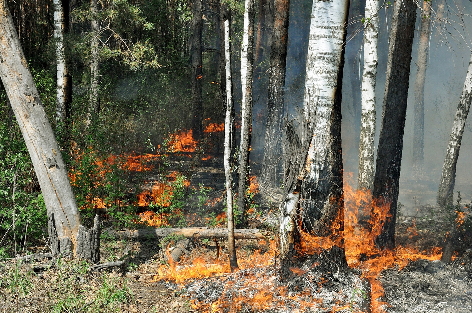 В этом году Тюменская область страдает от природных пожаров, которые уничтожают гектар за гектаром. Всему виной жаркая погода, ветер и человек 