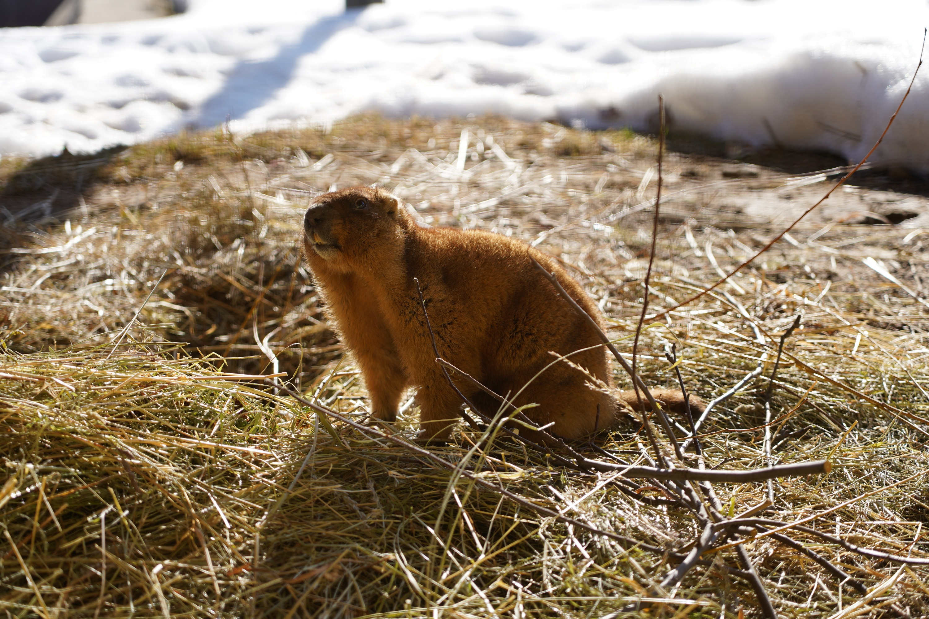 Байбак спячка. Сурок в спячке. Байбак проснулся. Сурок. Сурок в спячке.