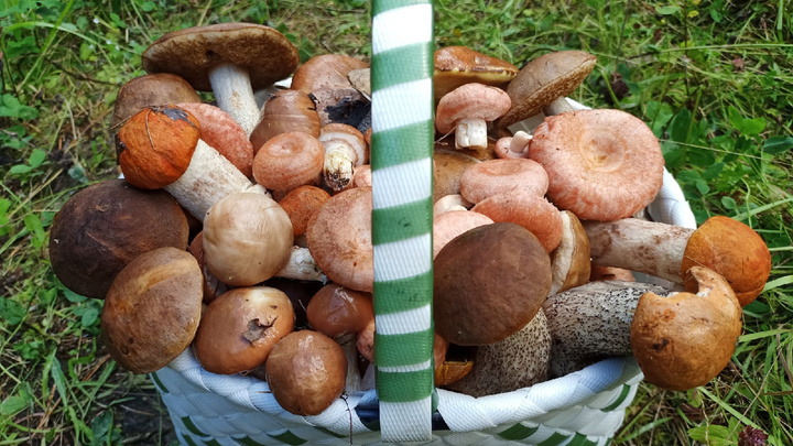 Одинокие волнушки, ведра маслят: смотрим, какие еще грибы собирают жители Архангельской области