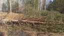 Незаконно вырубленные деревья в «Парковом» пытались поджечь ночью