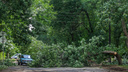 Десятки поваленных деревьев и разбитые машины. Смотрим последствия вчерашнего урагана