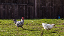 Работники птицефабрики бердского олигарха заявили о массовой гибели кур из-за азиатской чумы