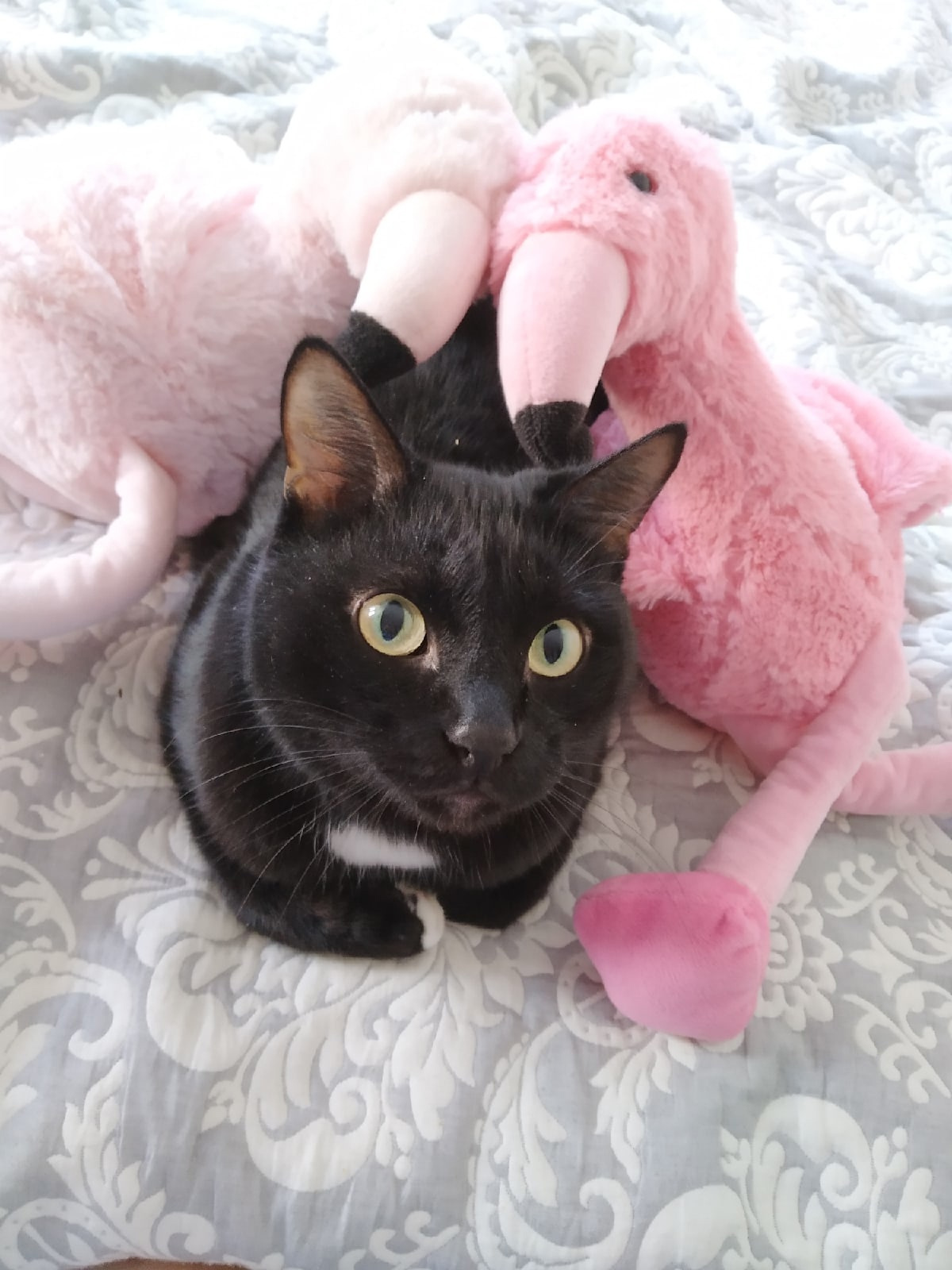 Котенок отказался уходить от своей будущей хозяйки Котенок отказался уходить от своей будущей хозяйки