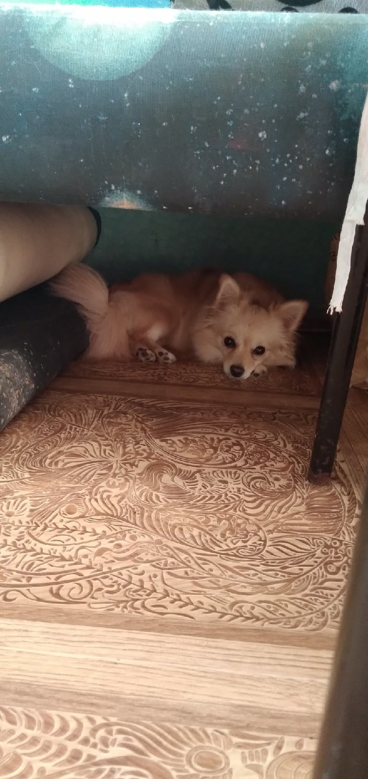В поисках тени собака залезла под кровать