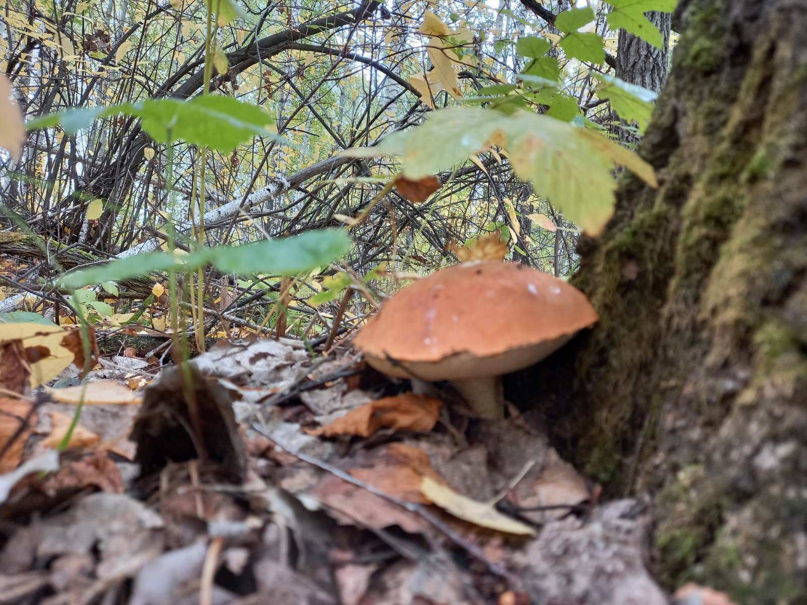 Кажется, грибы сейчас растут в лесах Нижнетавдинского района. По крайней мере, нескольким любителям они попались именно в этих краях
