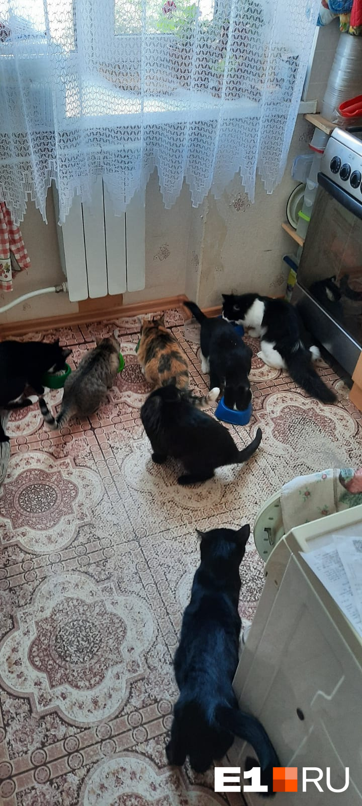 Кошки предпочитают держаться в стороне от щенят Кошки предпочитают держаться в стороне от щенят
