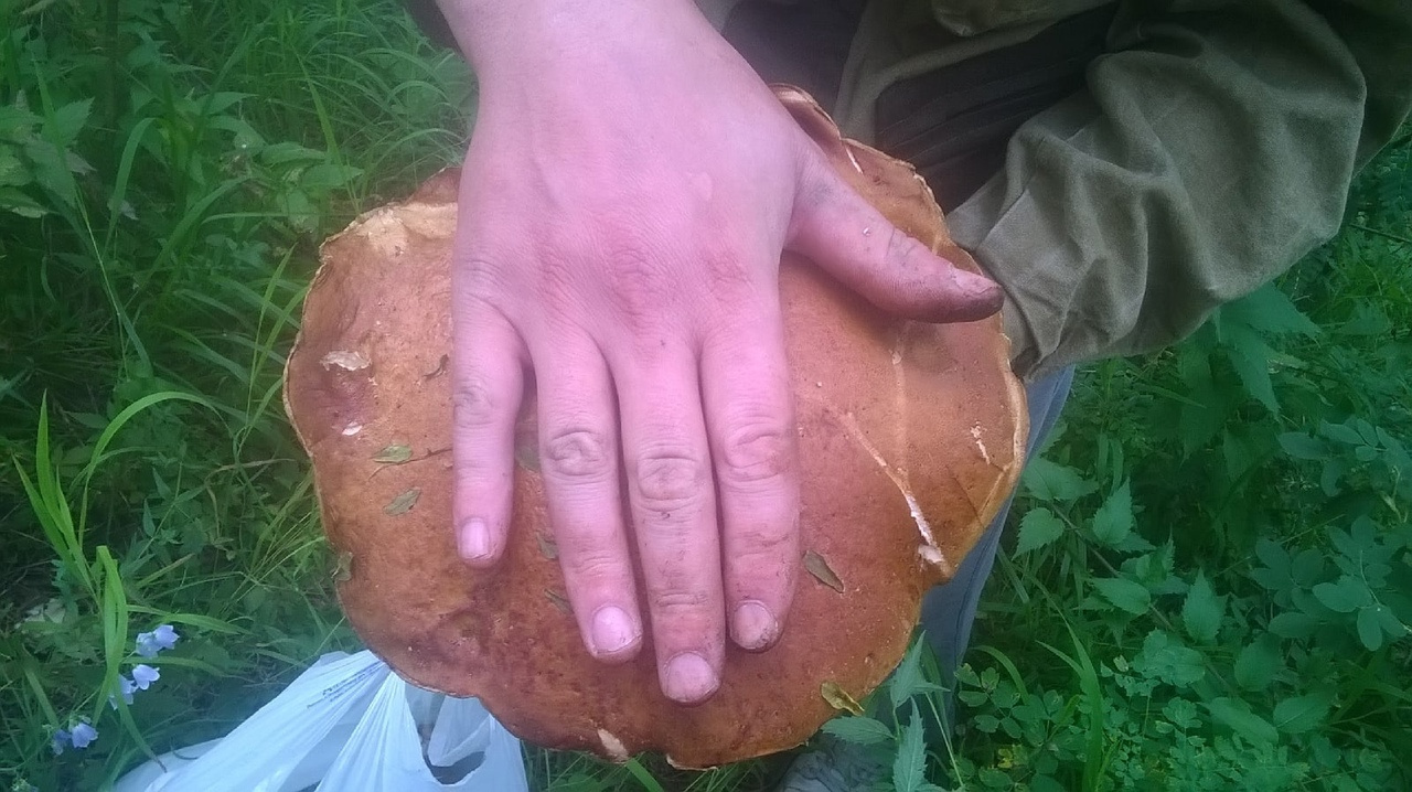 Этот гриб был найден в 20 минутах от Сокура