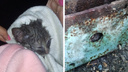 В Екатеринбурге зооспасатель вытащил из металлической балки котенка, просидевшего в западне трое суток