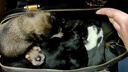 В Екатеринбурге на остановке нашли сумку с новорожденными щенками