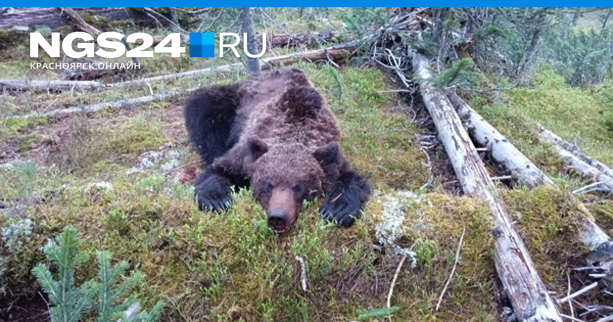 Медведь насмерть задрал девушку в Магадане