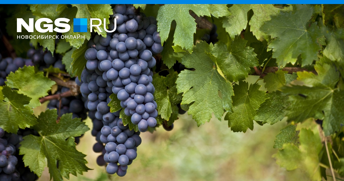 Светлый и ранний виноград Алёшенькин: особенности посадки, выращивания и ухода