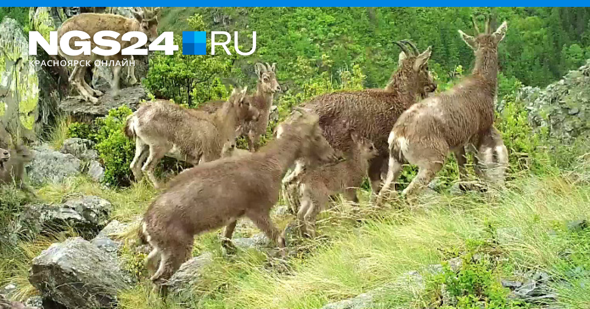 Козел спас. Саяно-Шушенский заповедник Беркут. Беркут козленок.