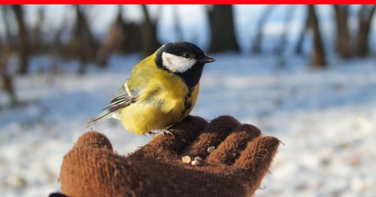 Как правильно кормить птиц зимой: 5 советов - вороковский.рф