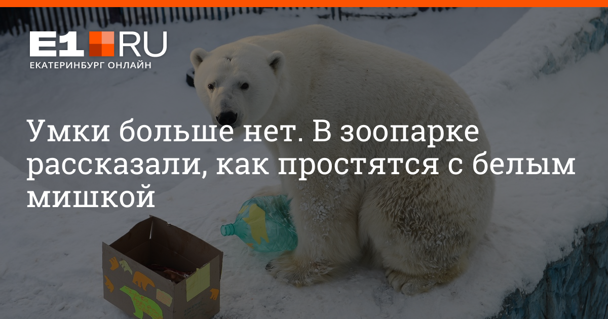 В зоопарке Екатеринбурга Умка скончался белый медведь. Умка зоопарк Екатеринбург. Белый медведь в зоопарке Екатеринбурга. Белый медведь в екатеринбургском зоопарке. Сайт медведь екатеринбург