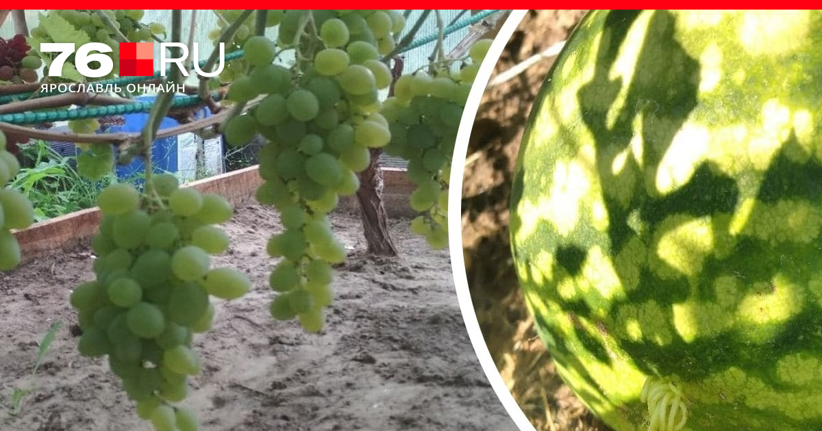 Как вырастить на даче арбуз, дыню и виноград/ Можно ли на даче выраститьарбуз дыню и виноград/ Арбуз, дыня, виноград, перцы, Ярославль/ Каквырастить хороший урожай - 4 сентября 2021 - 76.ru
