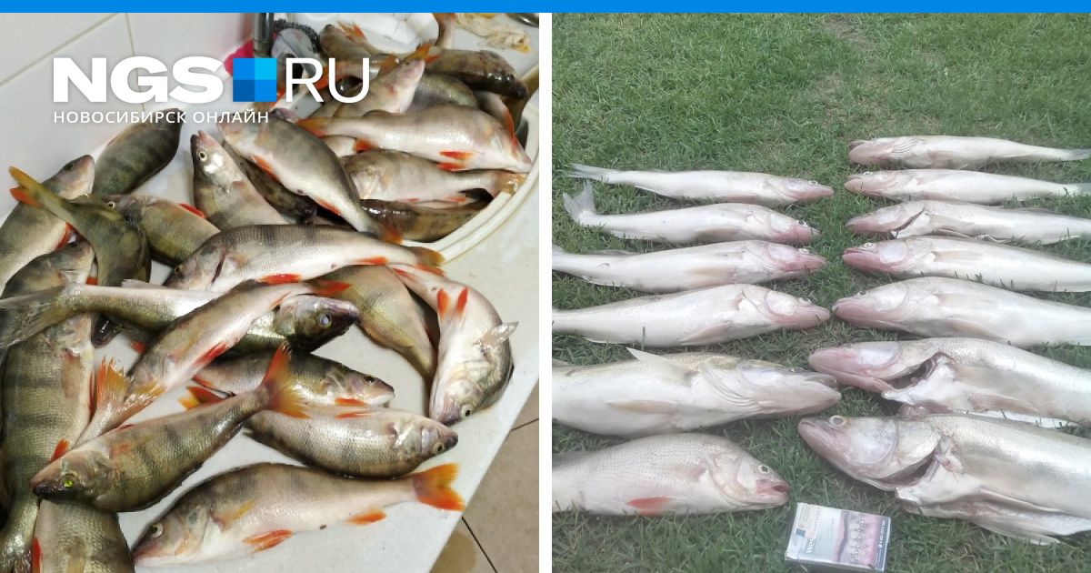 Новости о рыбалке на водоемах Новосибирска