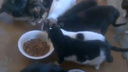 Одинокая пенсионерка завела 40 кошек в
однокомнатной квартире на Шахтеров