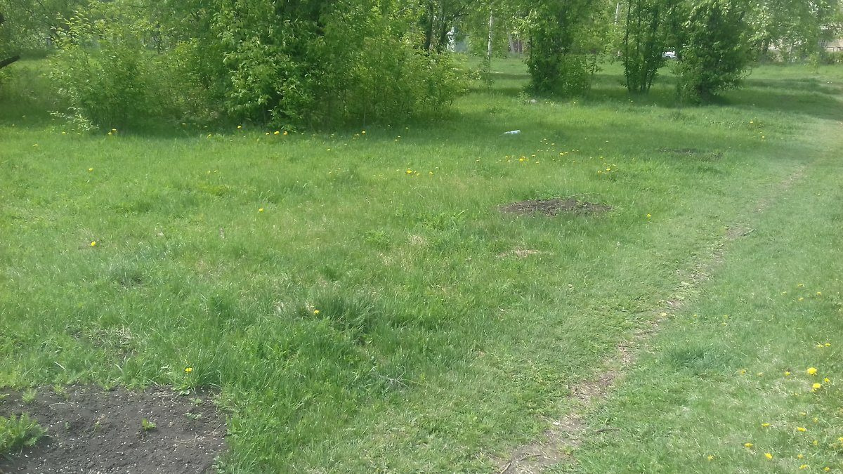 Лунки от выкопанных деревьев Лунки от выкопанных деревьев