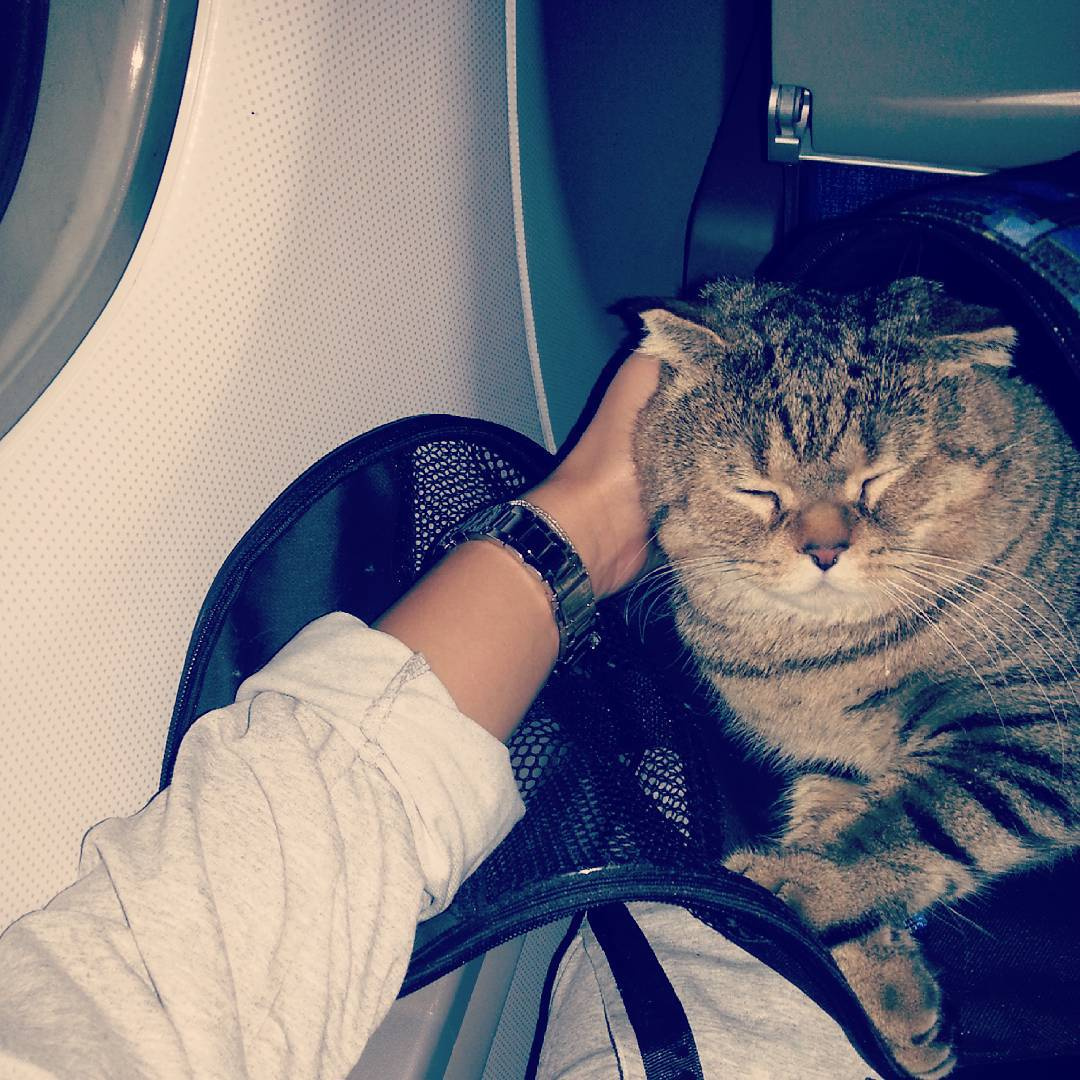 Хозяйка этого милого Френки заранее предупредила авиакомпанию, что полетит с котом. Но так, судя по количеству обращений в кол-центр, поступают далеко не все пассажиры
