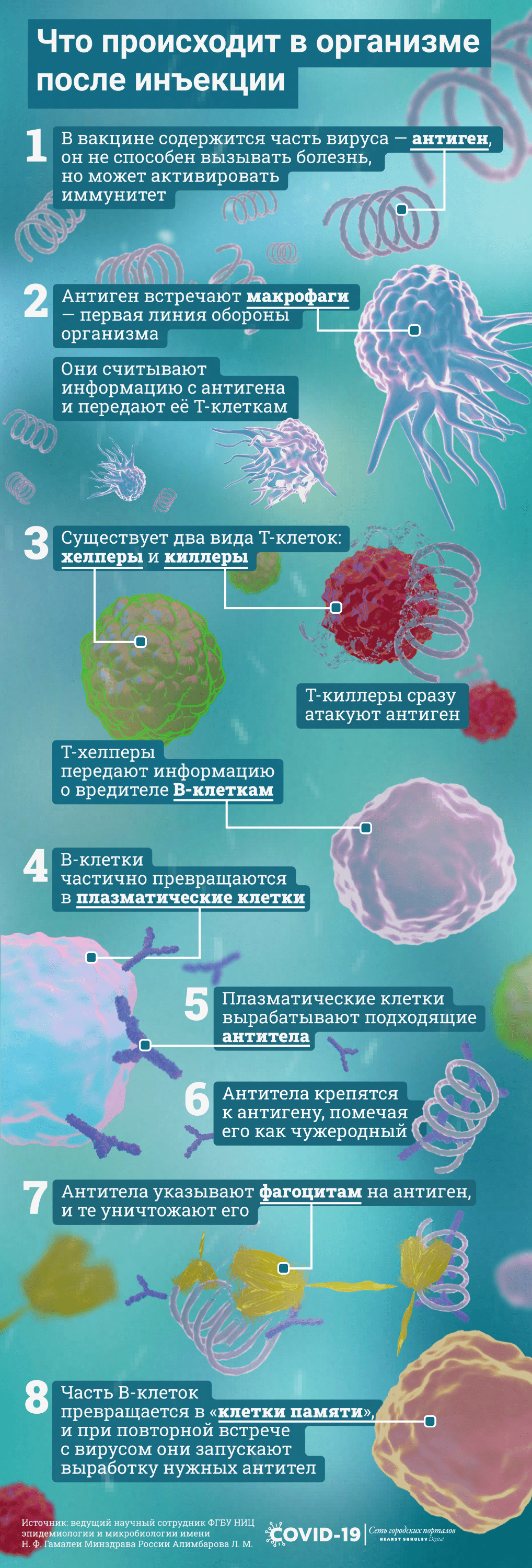 Организм вырабатывает иммунитет в несколько этапов