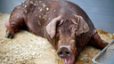 Свинья покусала ребенка из Новосибирска на алтайской «Лохматой ферме»