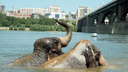 В Оби искупали индийских слонов (фото)