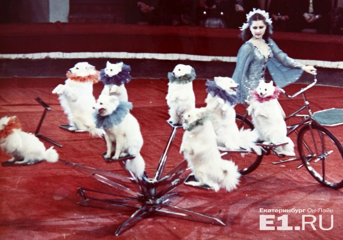 Выступление дрессированных собачек, 80-е годы