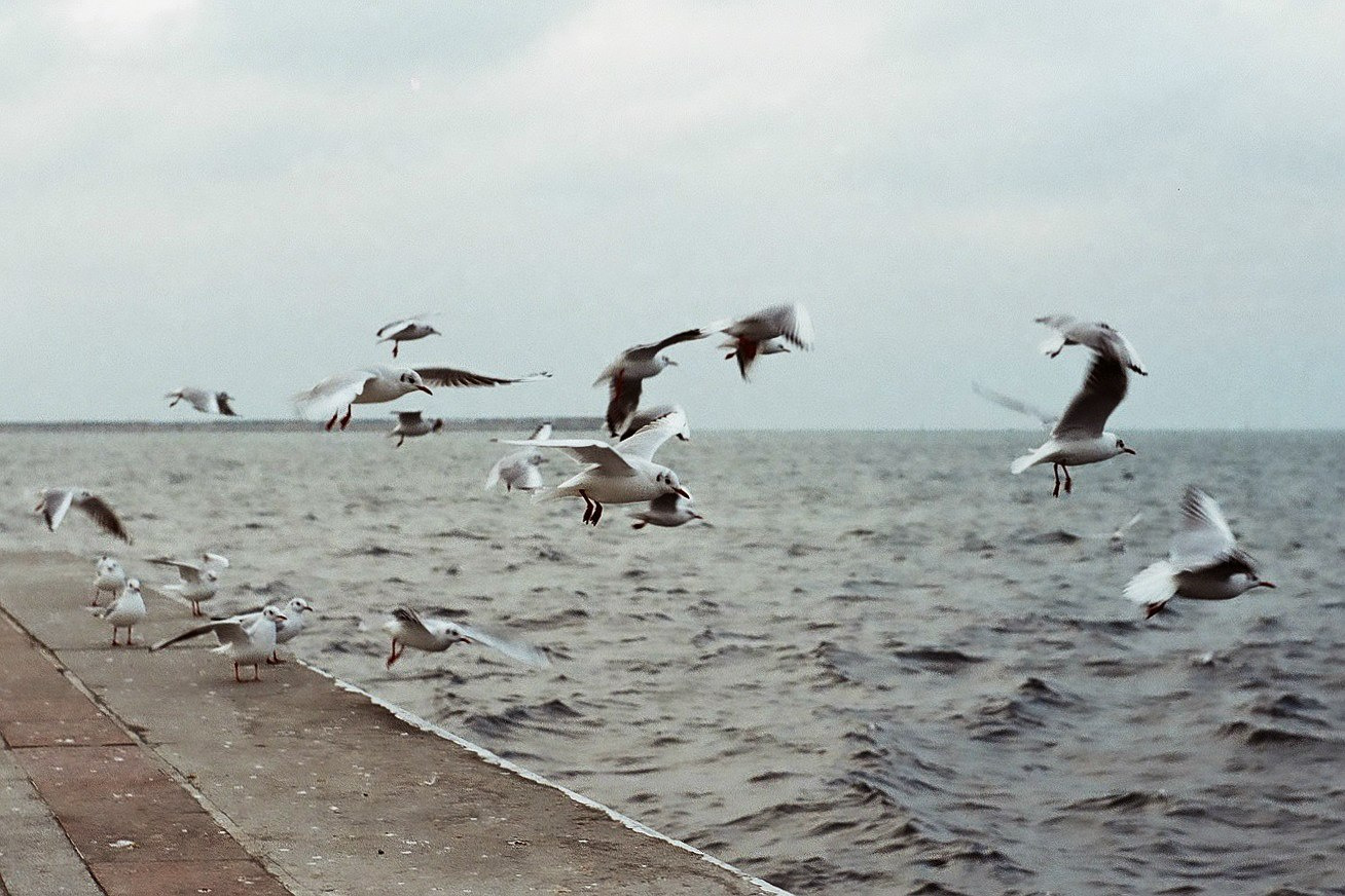 Севастопольские чайки
