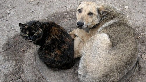 Власти Каларского района объявили аукцион на разработку проекта приюта для животных