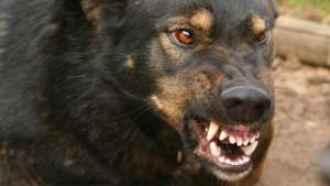 Собака покусала лицо 7-летней девочки в Братске