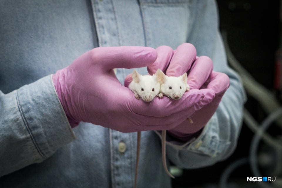 Мыши — одни из главных лабораторных животных, которых используют ученые