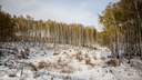 Для спасения от пожаров: 22 тысячи гектаров лесосек очищены от остатков после рубки в Новосибирской области