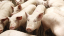 В Самарской области объявили карантин из-за вспышки африканской чумы свиней