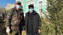 Мэрия планирует завозить деревья в Читу из Новосибирска и Красноярска