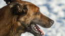В Госдуме предложили составить список опасных пород собак