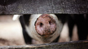 Новосибирцев предупредили об африканской чуме свиней