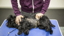Сибирячка открыла массажный салон для собак