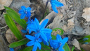Новосибирец обнаружил на Затулинке цветущую сциллу