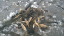 Новосибирцев напугала мертвая рыба в котловане на Юго-Западном