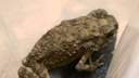 Чернорубцовая жаба пережила перелет в багаже и попала в зоопарк