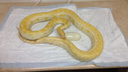 Новосибирские ветеринары приняли трудные роды у 2-метровой желтой змеи