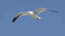 В Новосибирск вернулись красивые белые птицы