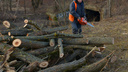 «СИБЭКО» вырубит 1000 деревьев в Новосибирске