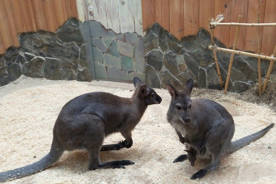 Самец с самкой кенгуру, в сумке матери справа видна голова малыша.<br>