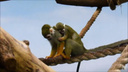 Маленькие обезьянки в зоопарке показали своих детёнышей
