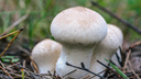 В Самарской области возросло число случаев отравления грибами